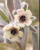 <em>Cynoglossum cheirifolium</em>